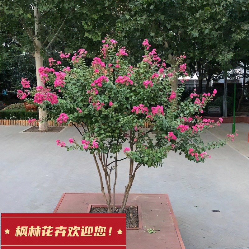 小叶紫薇树苗别墅庭院绿化风景树耐寒红花紫薇花树盆栽四季种植物