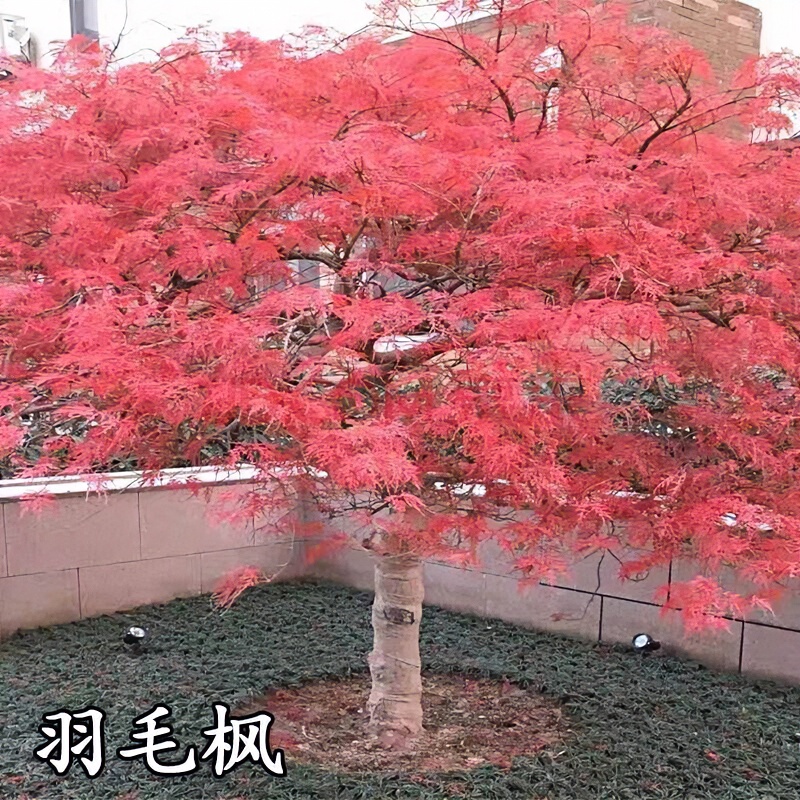 庭院栽培植物花卉日本红枫苗羽毛枫树苗稻叶红羽毛枫苗