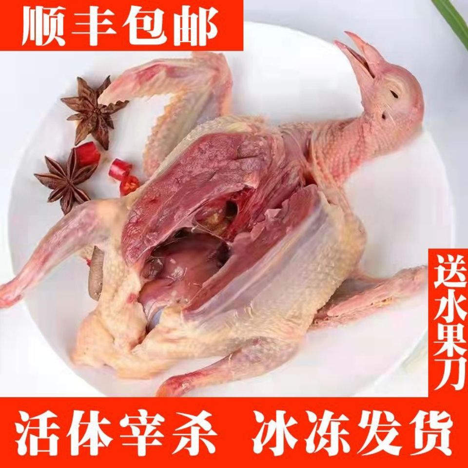 【年货】新鲜鸽子肉三年老鸽子煲汤现杀乳鸽散养土鸽原粮喂养真空