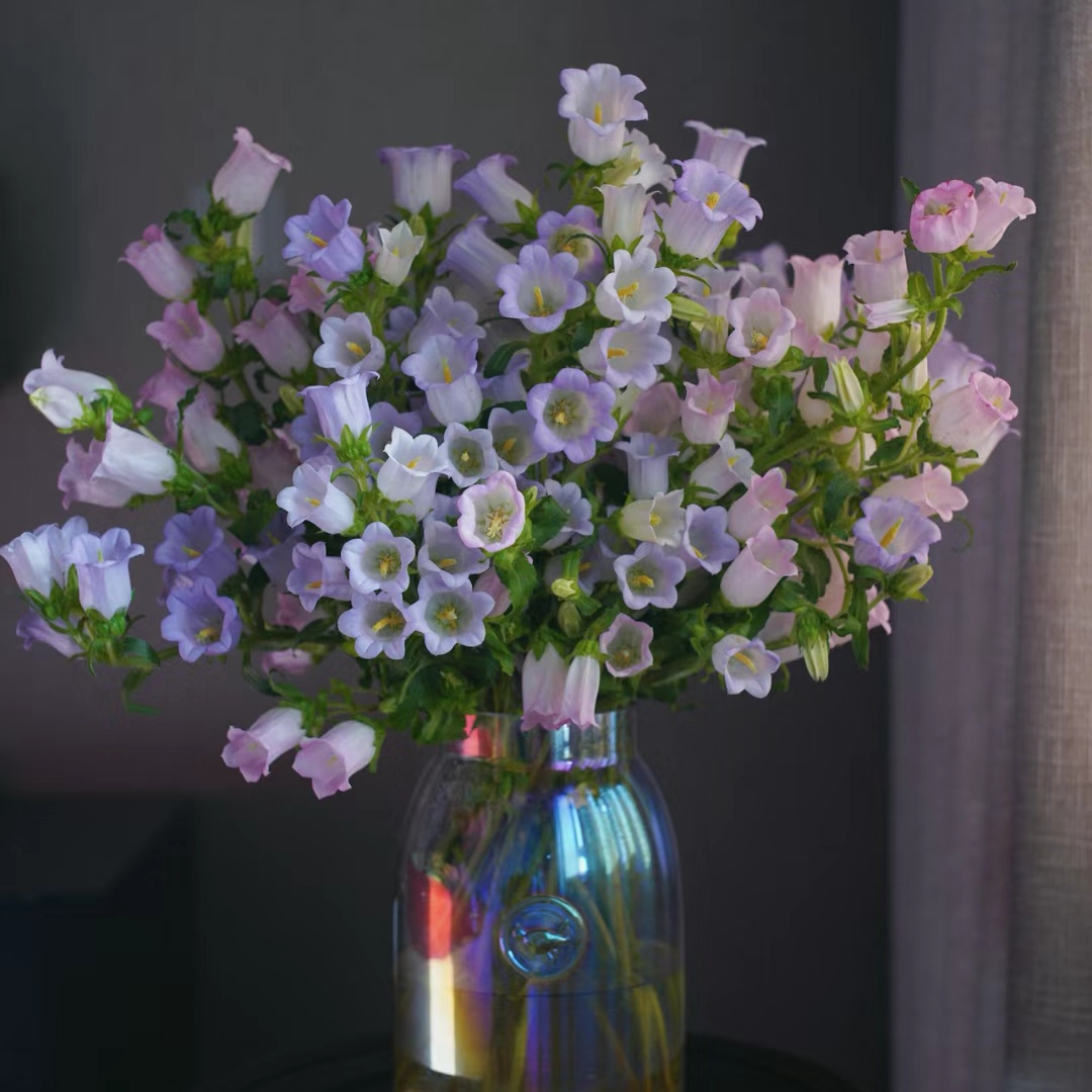 【风铃】云边花铺云南直发包邮到家