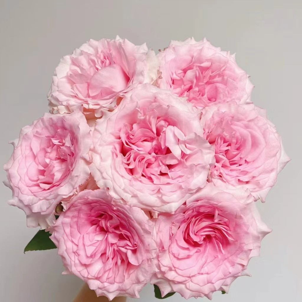 【洛神玫瑰】云南基地直发顺丰冷链包邮