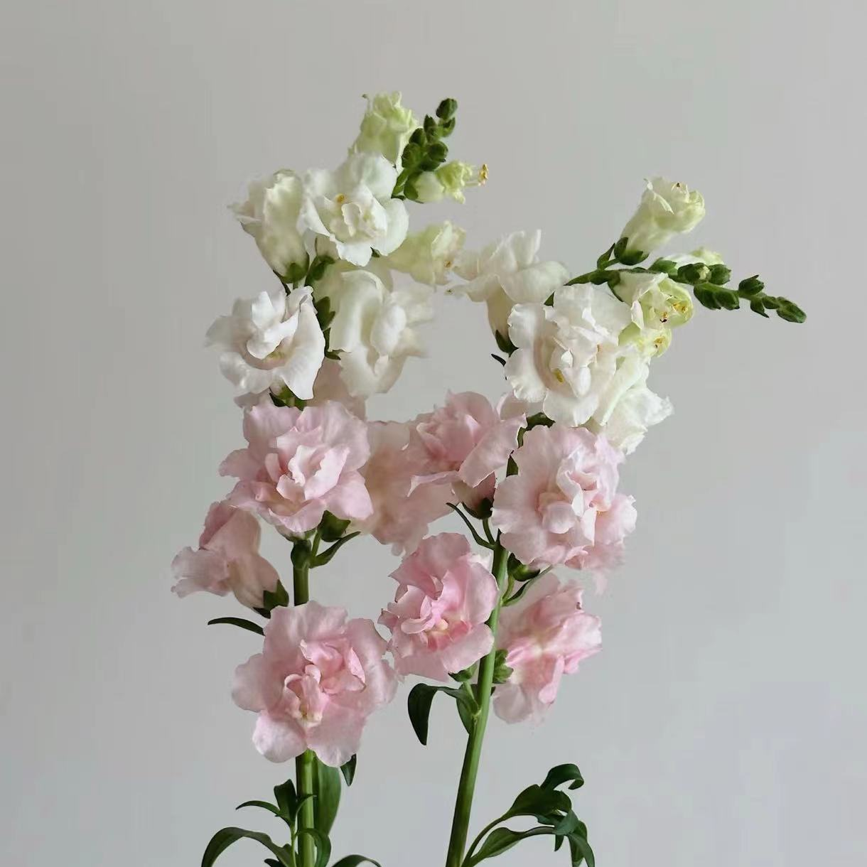 【重瓣金鱼草】云南基地直发顺丰包邮到家