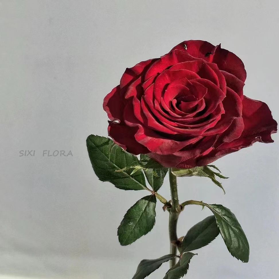 【高原红】花草集云南基地直发顺丰冷链包邮