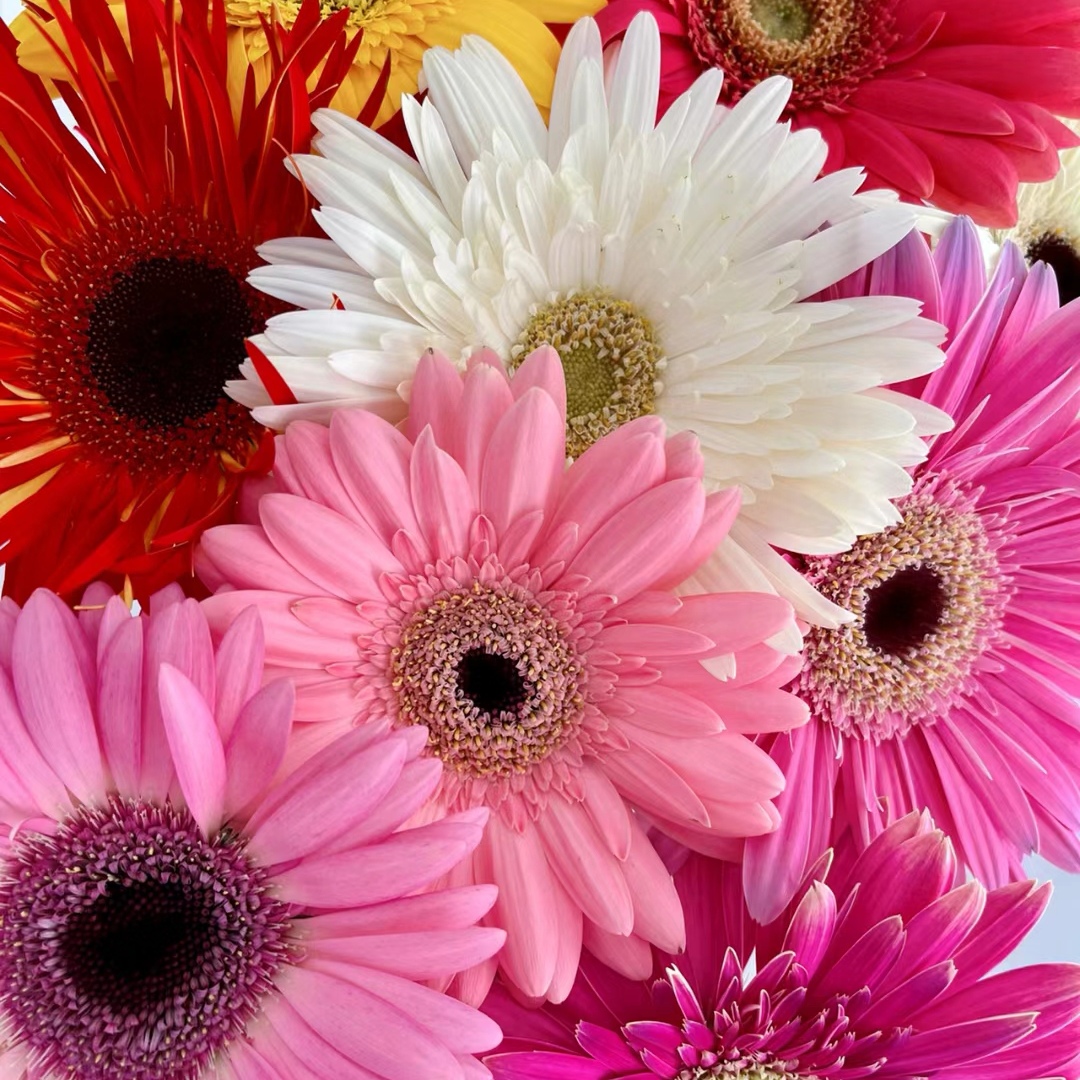 宸君推荐【非洲菊】云南直发冷链包邮