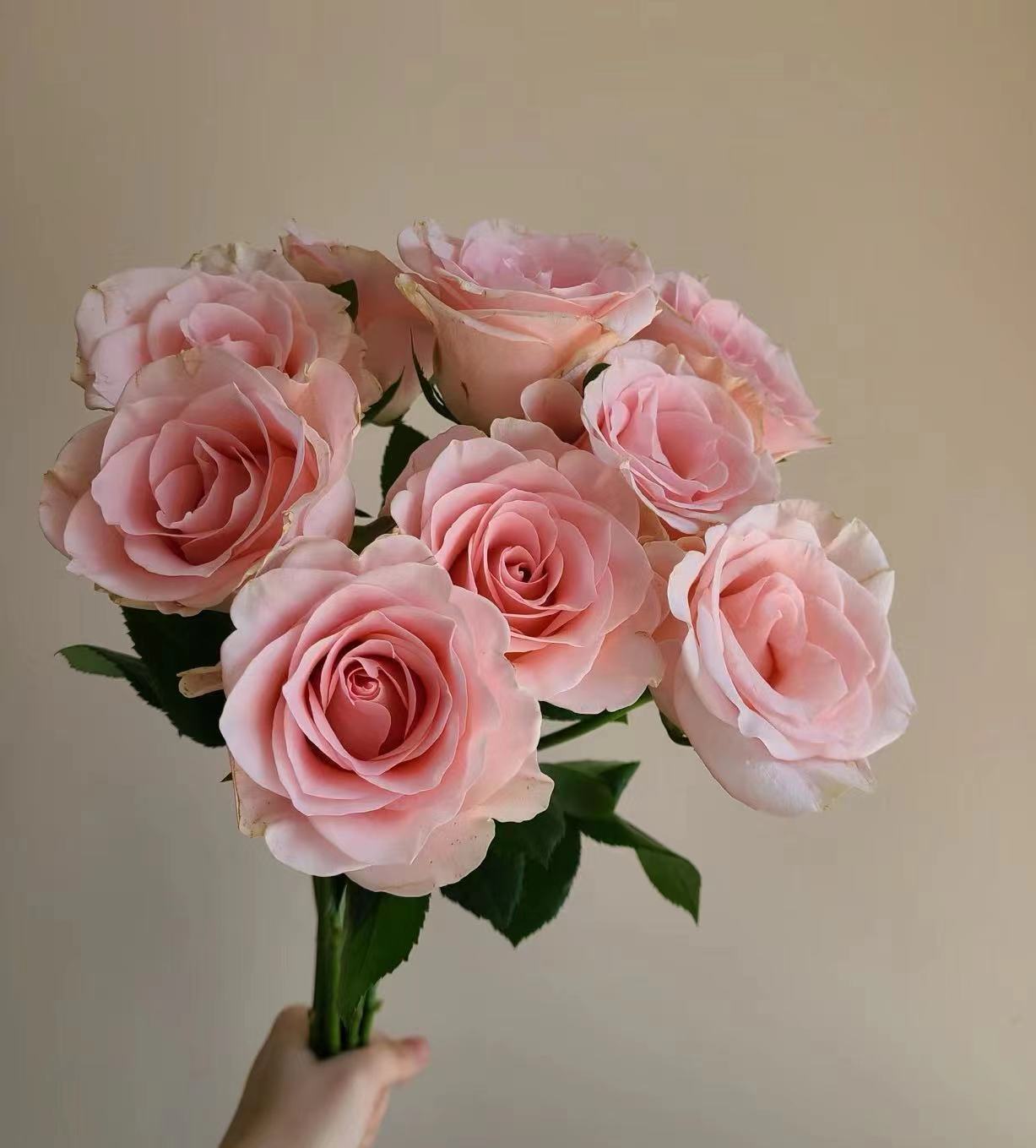 【粉色爱神玫瑰】云南基地直发顺丰包邮