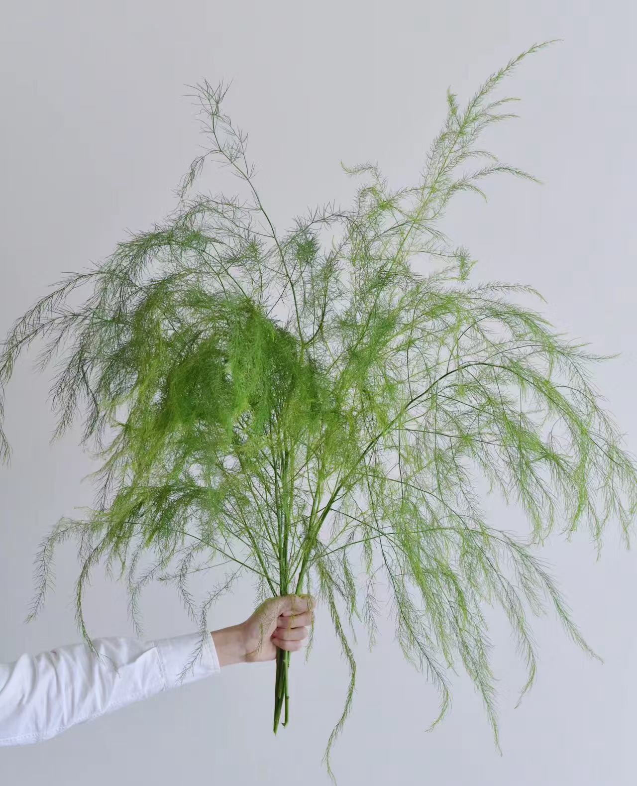 【芦荀草】云南基地直发顺丰冷链包邮