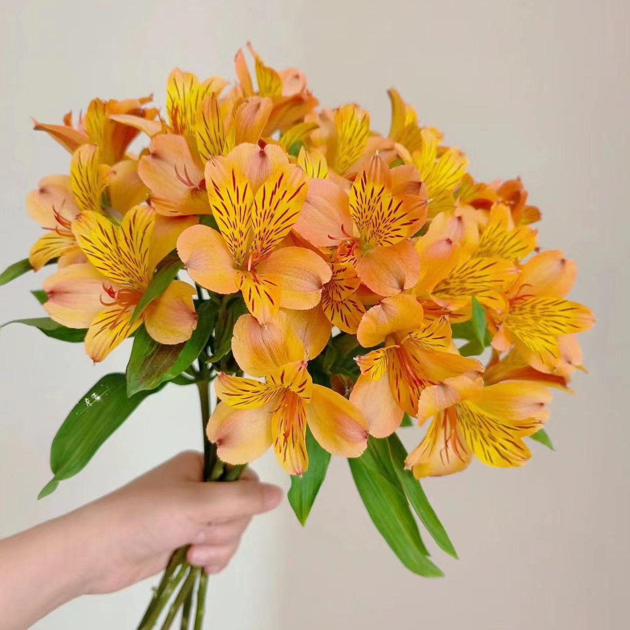 【水仙百合】橙色 鲜花云南鲜花基地直发