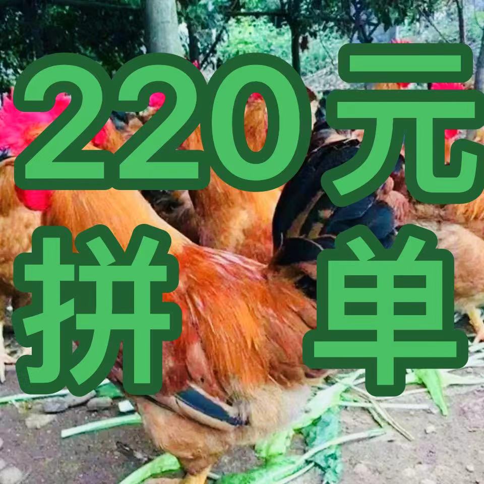 笨鸡拼单220元（生鲜下单不退换）谢谢