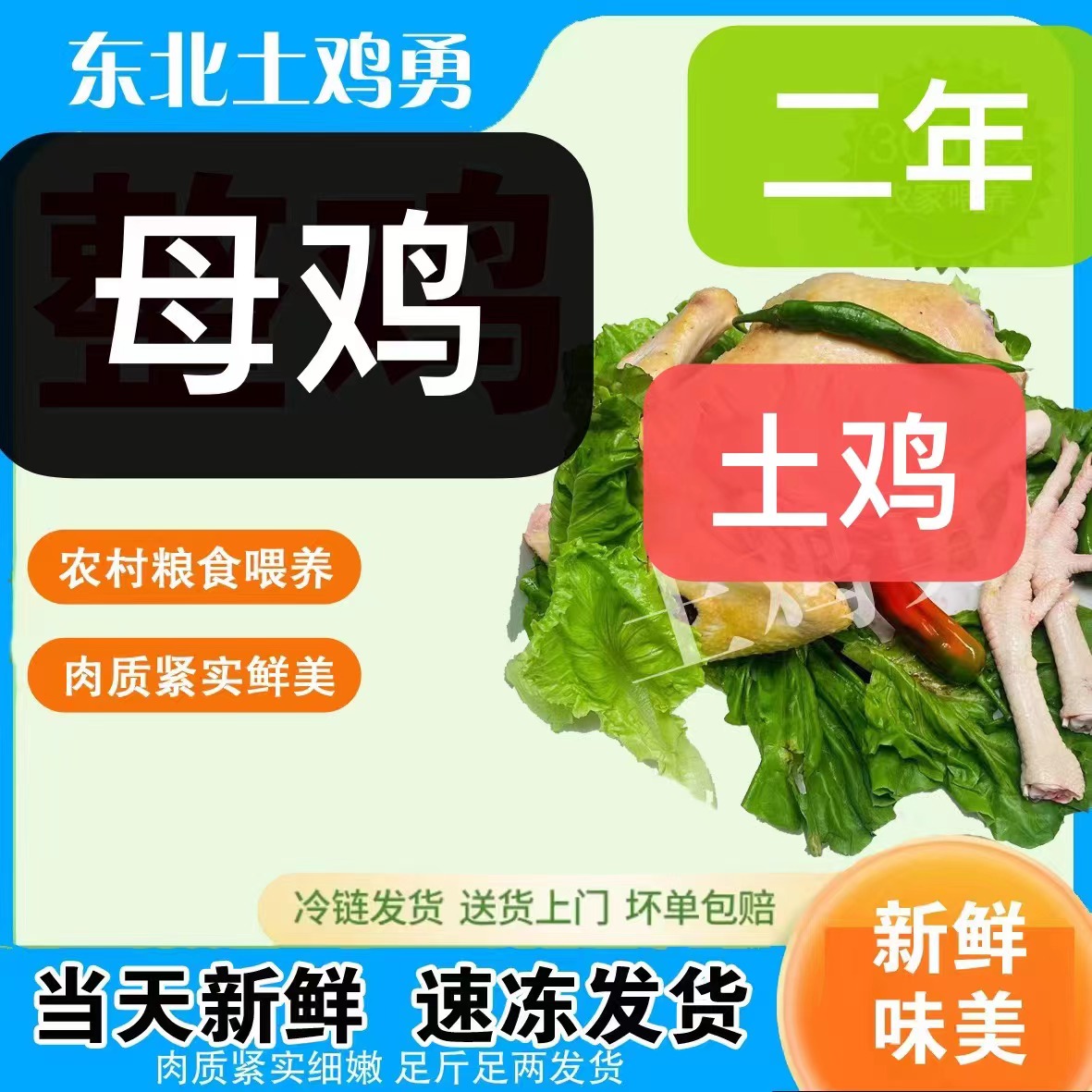 母鸡（顺丰快递生鲜下单不退换坏损包赔）