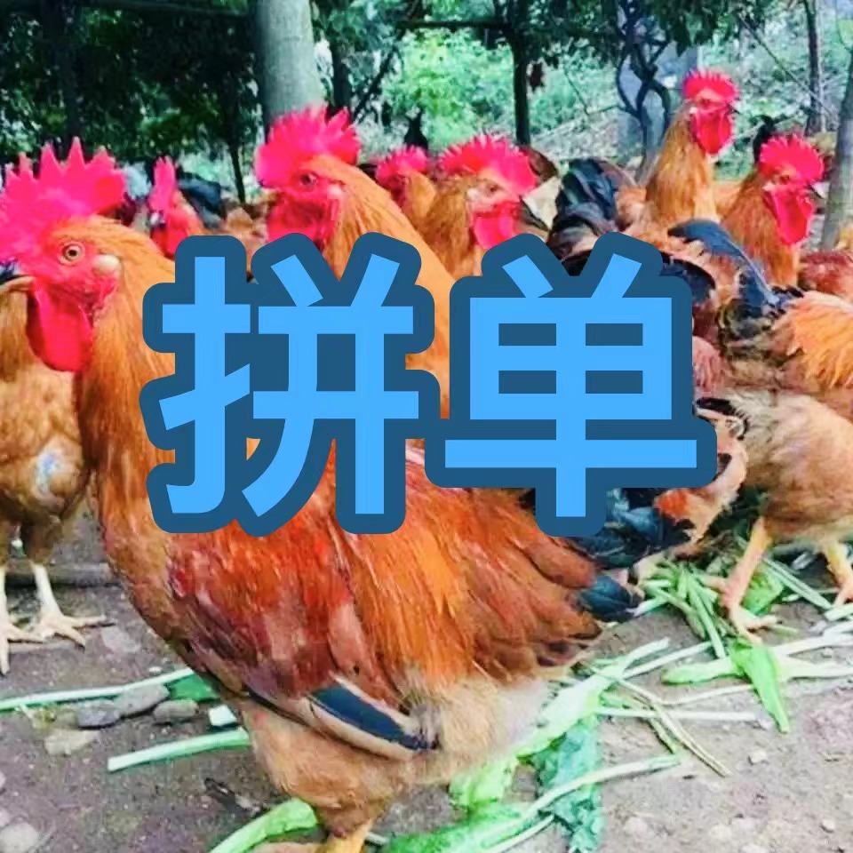 土鸡拼单（空运顺丰-不要改地址-下单不退坏损赔）