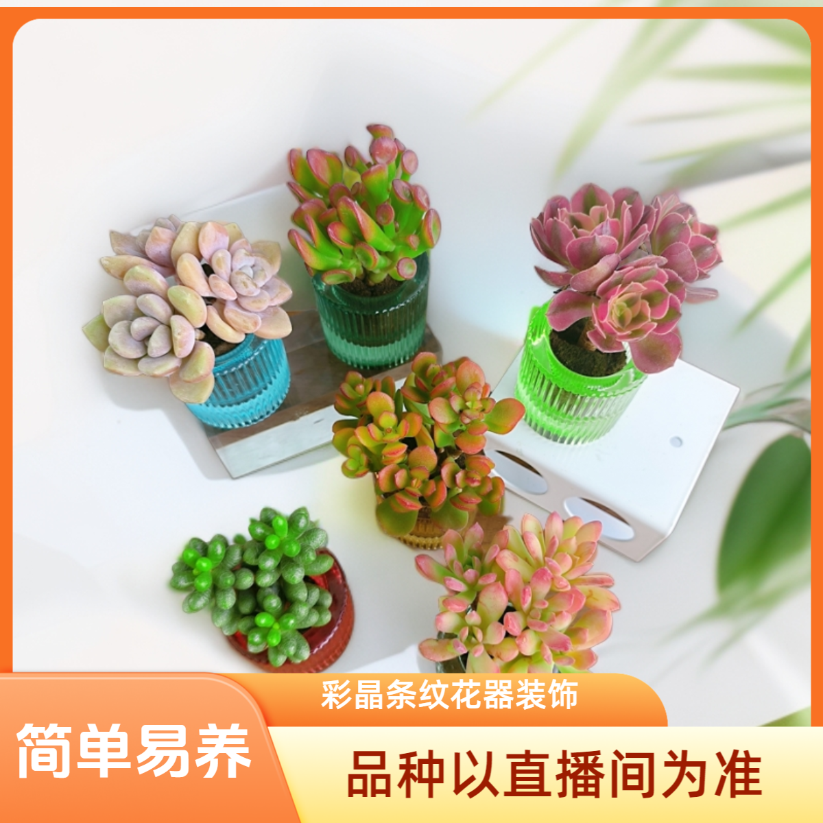 CYF9老桩无土多肉组合（含彩晶条纹花器）