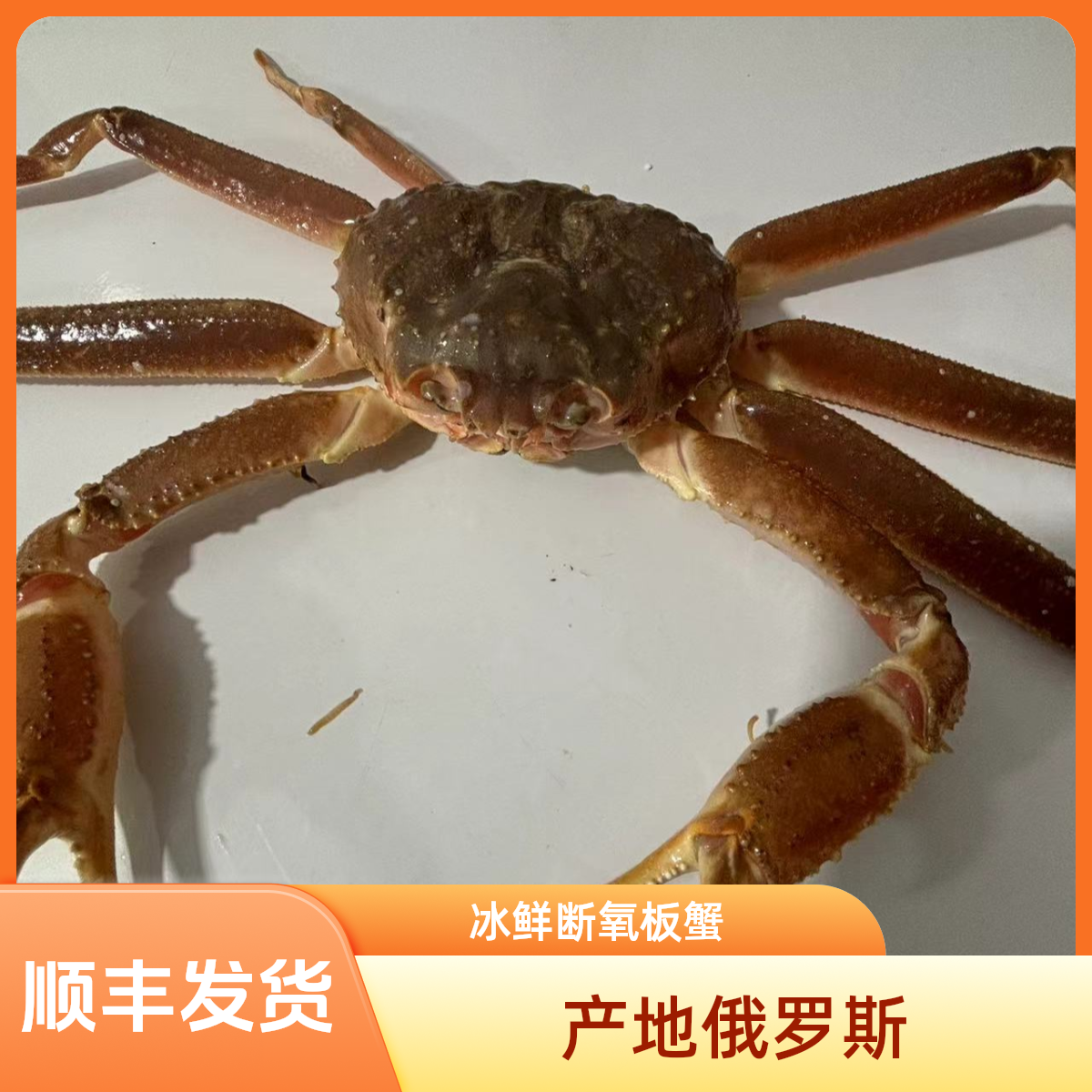 冰鲜断氧板蟹，顺丰发货（现场称重为准，保鲜）