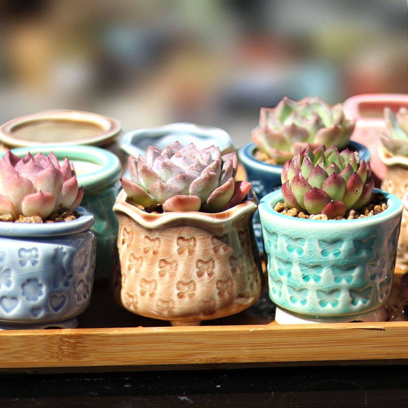 新款印章多肉花盆冰裂流釉拇指盆小清新控养盆简约手工雕刻盆爆款