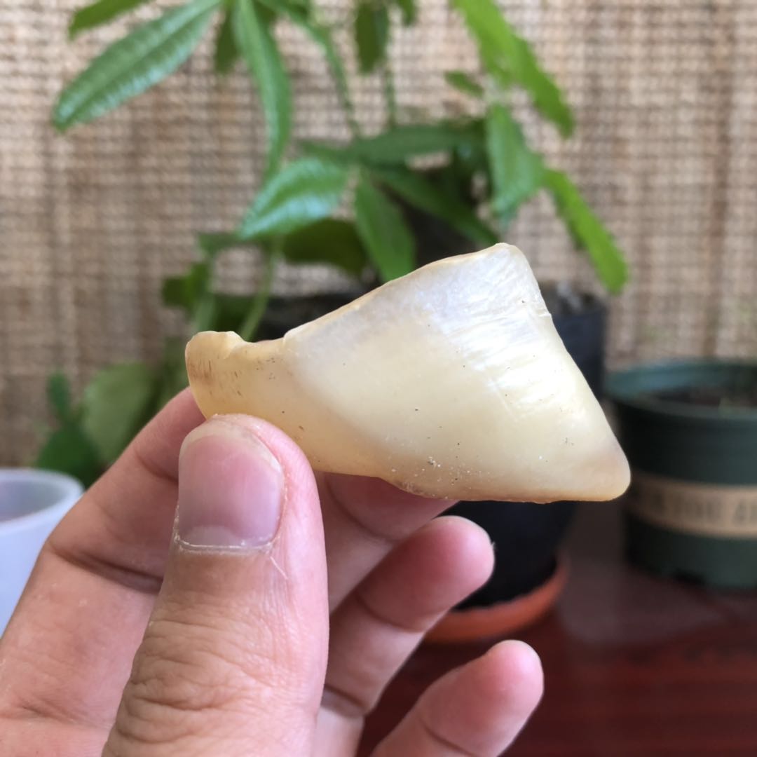 羊蹄壳羊蹄甲晒干 地栽果树植物底肥泡水沤肥浇花 宠物狗磨牙零食