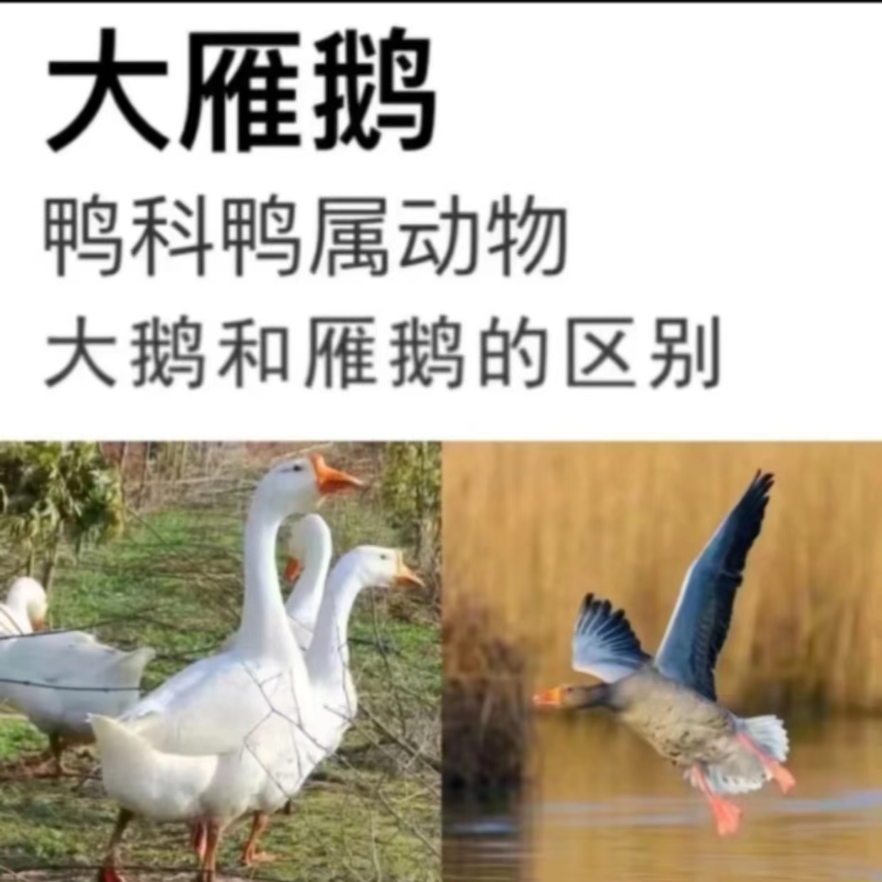 .7T【整只装大雁鹅】4-5斤新鲜整只散养带保温箱包邮