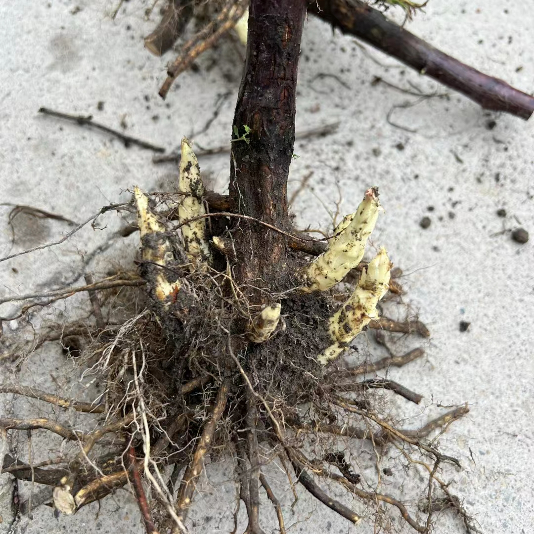 高端盆景一物一拍