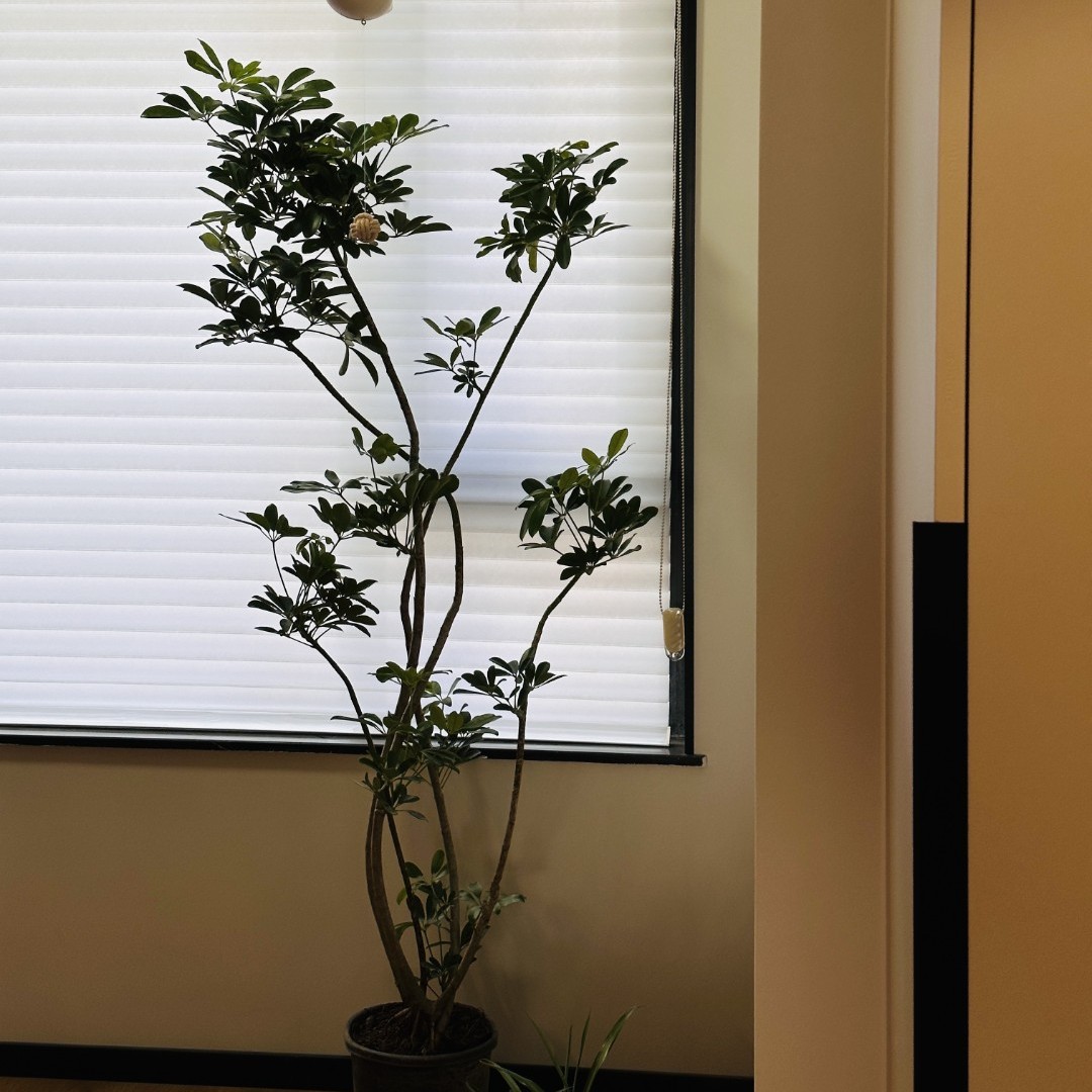 八方来财四季常青老桩鸭脚木七叶莲懒人养花春季清雅简约盆栽前台