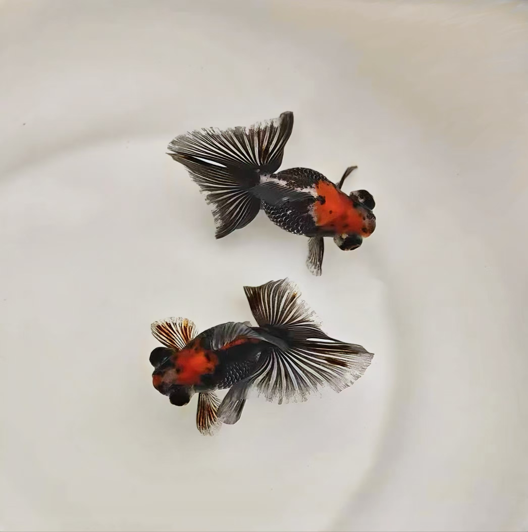 【直播选鱼】蝶尾丹凤王虎金鱼观赏鱼以直播实物为准拍前联系客服