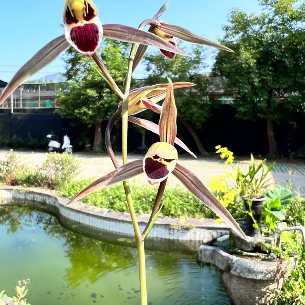 妙妙兰轩春兰建兰寒兰蕙兰春剑莲瓣兰浓香型室内阳台庭院绿植花卉