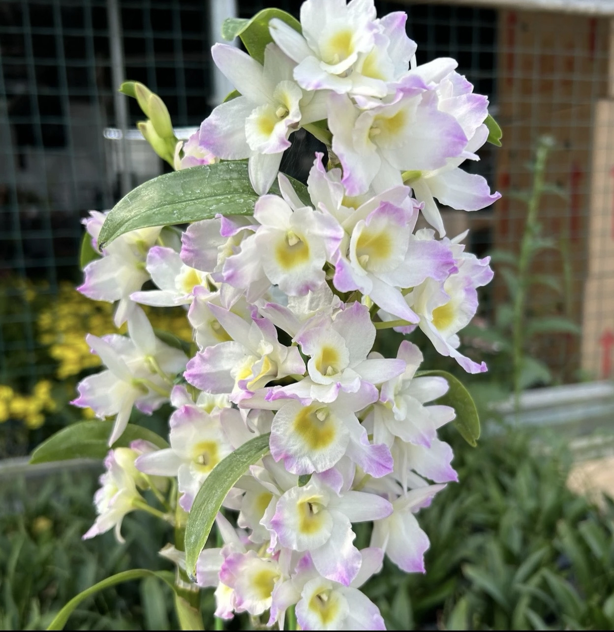 春石斛 甜心公主 大壮苗