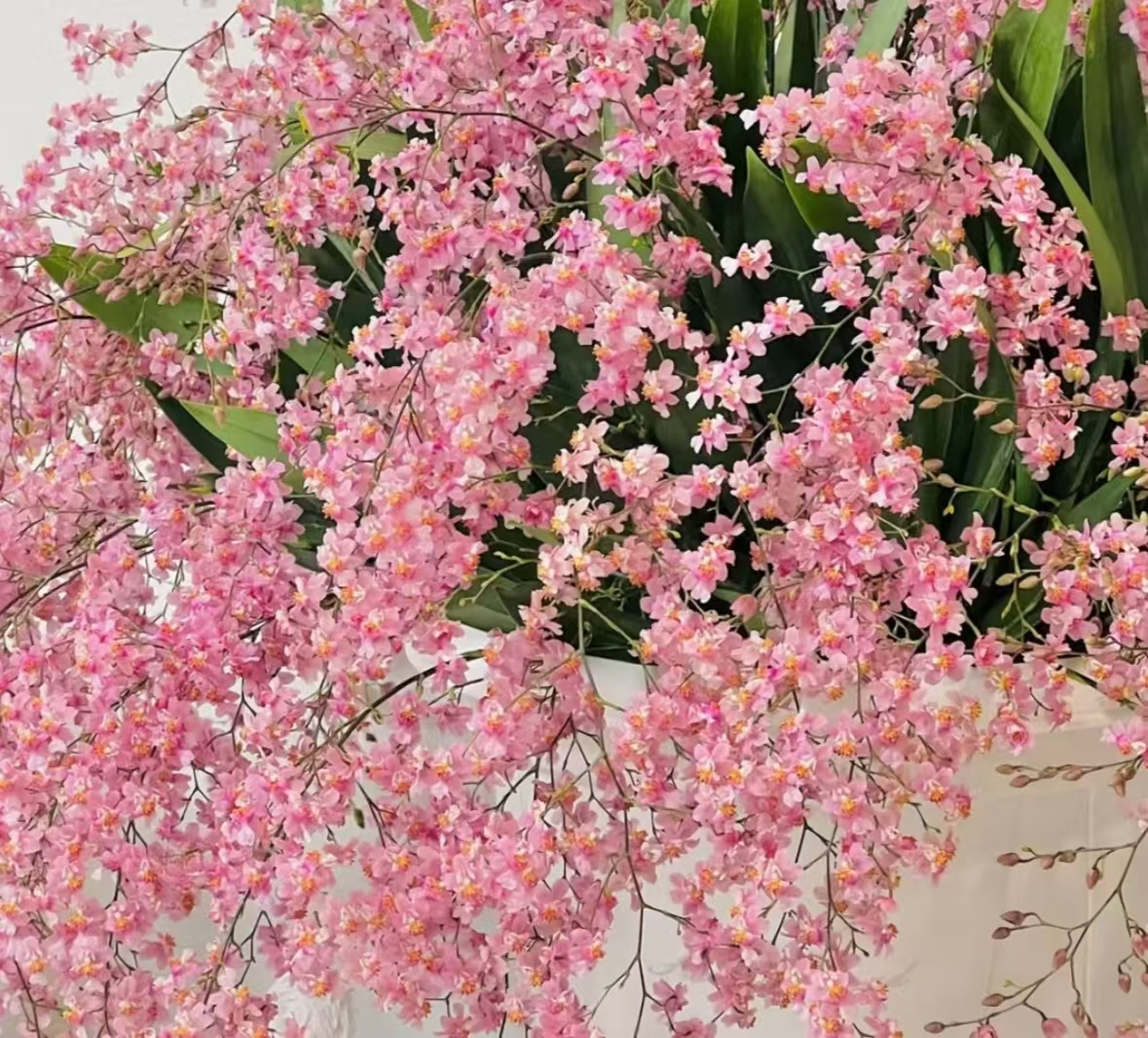  梦香兰【光宗粉】花量大 开花带香味  新手好养护