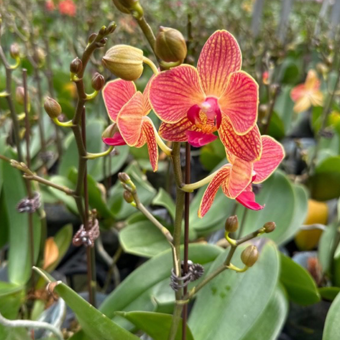 【开花株】日升蝴蝶兰开花蝴蝶兰