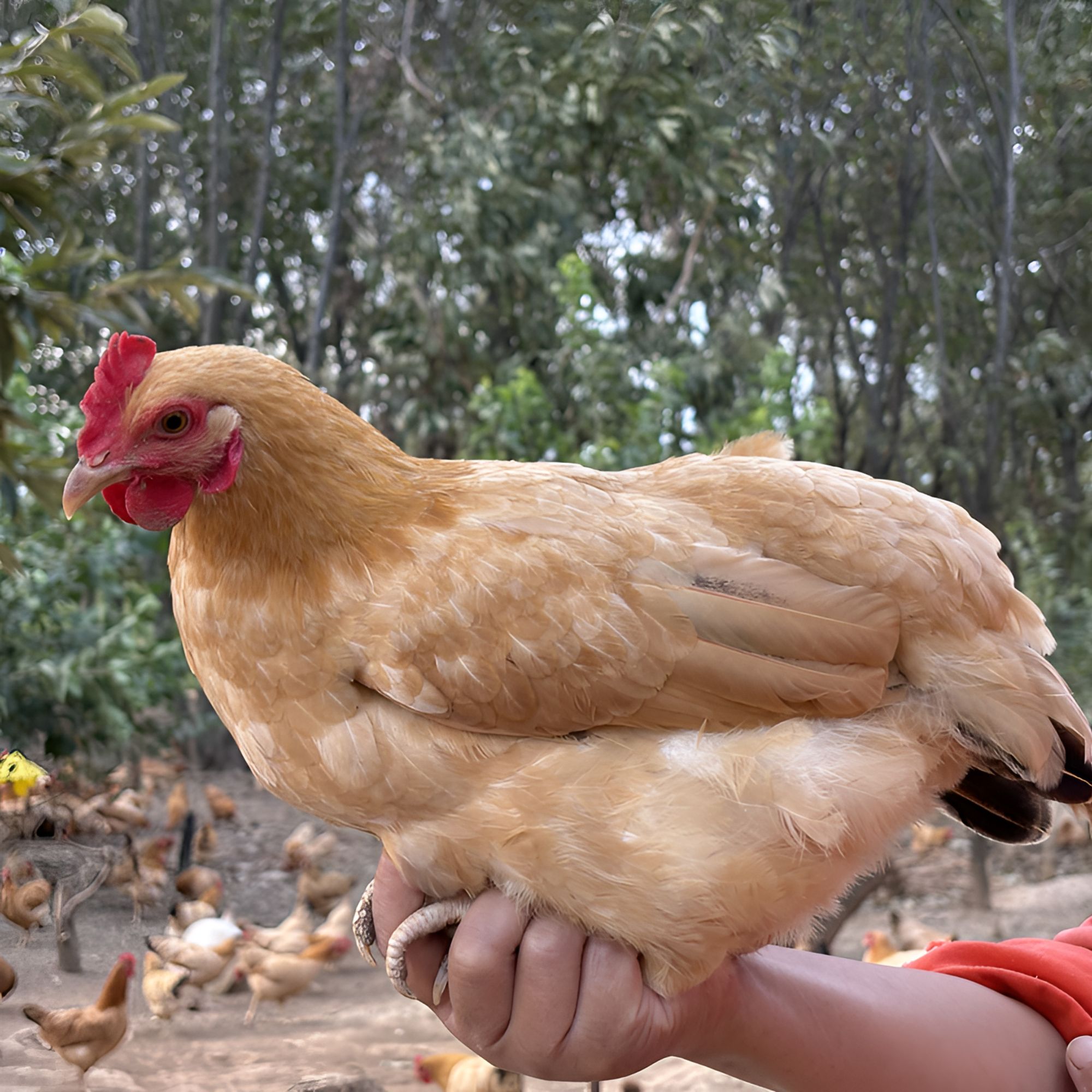 正宗农家散养土鸡走地鸡整只新鲜现杀有老母鸡线鸡公鸡顺丰包邮
