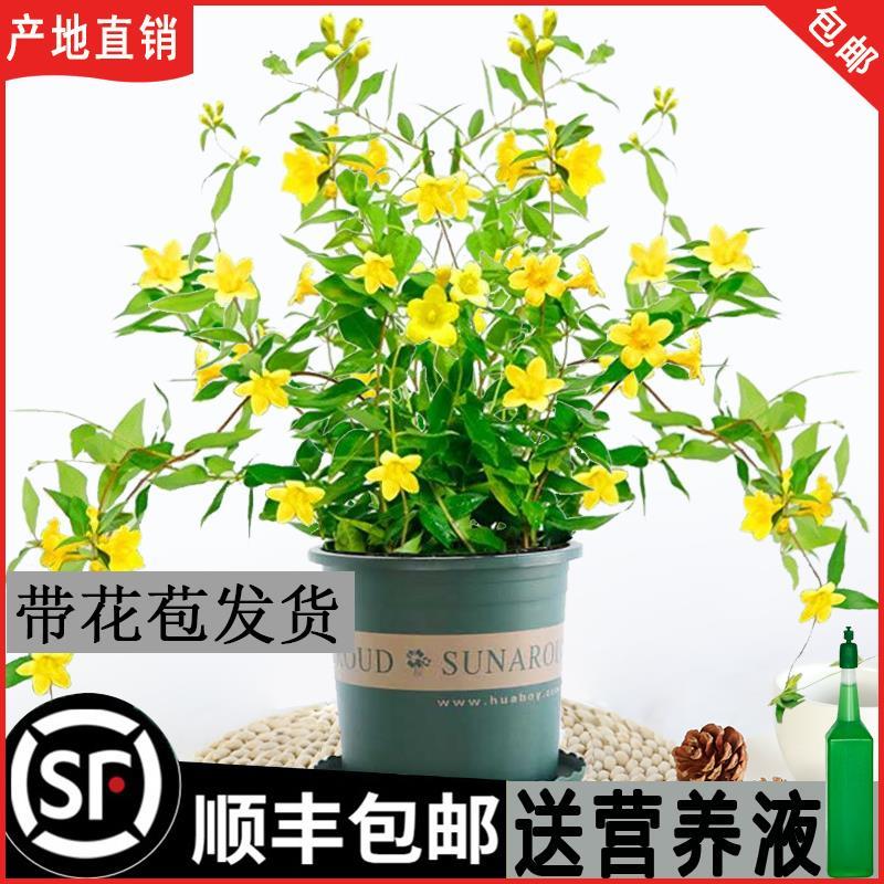 法国香水藤盆栽四季花卉飘香藤庭院阳台茉莉花爬藤蔓植物攀爬带花