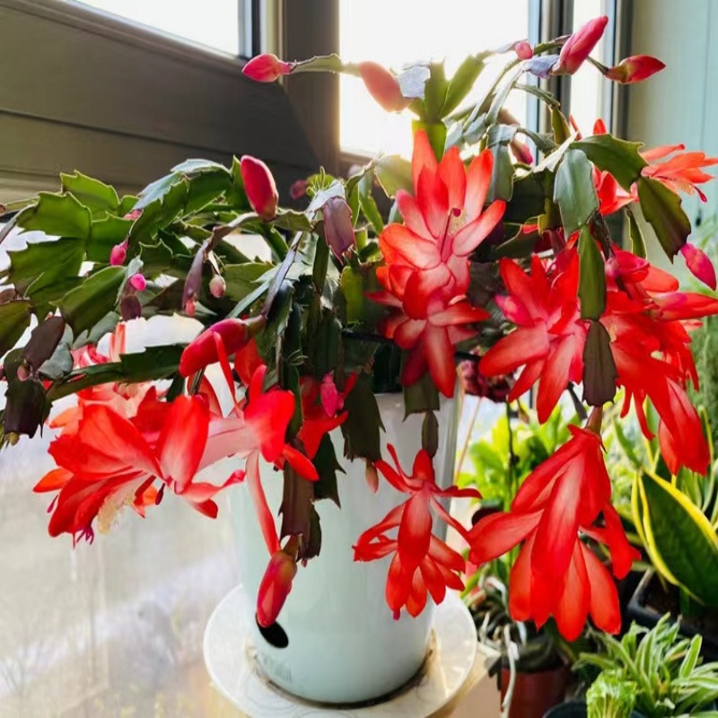 精品老桩加勒比红色蟹爪兰盆栽进口品种带花苞阳台绿植可嫁接盆栽