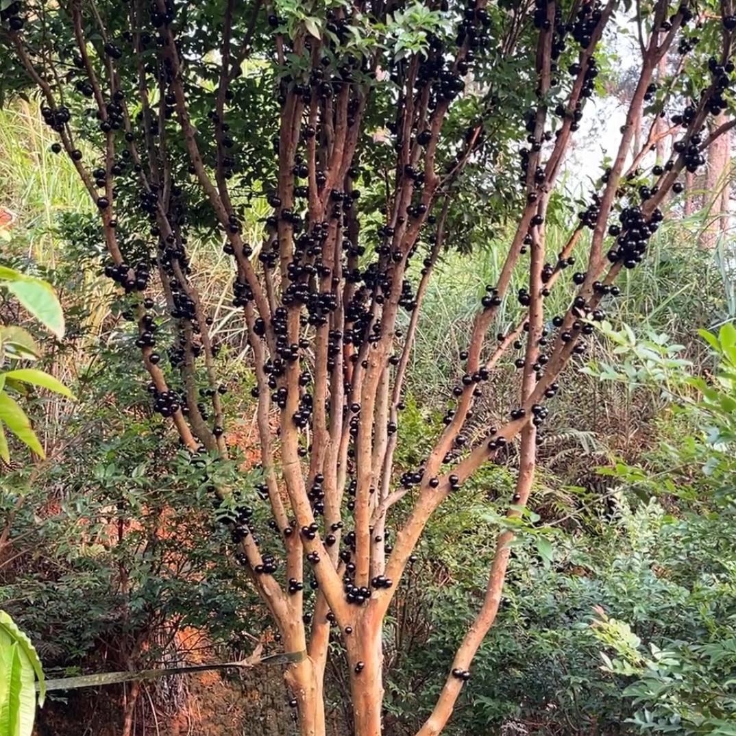 （顺丰包邮）小叶沙巴嘉宝果树台湾树葡萄果苗盆栽地栽庭院艾斯卡