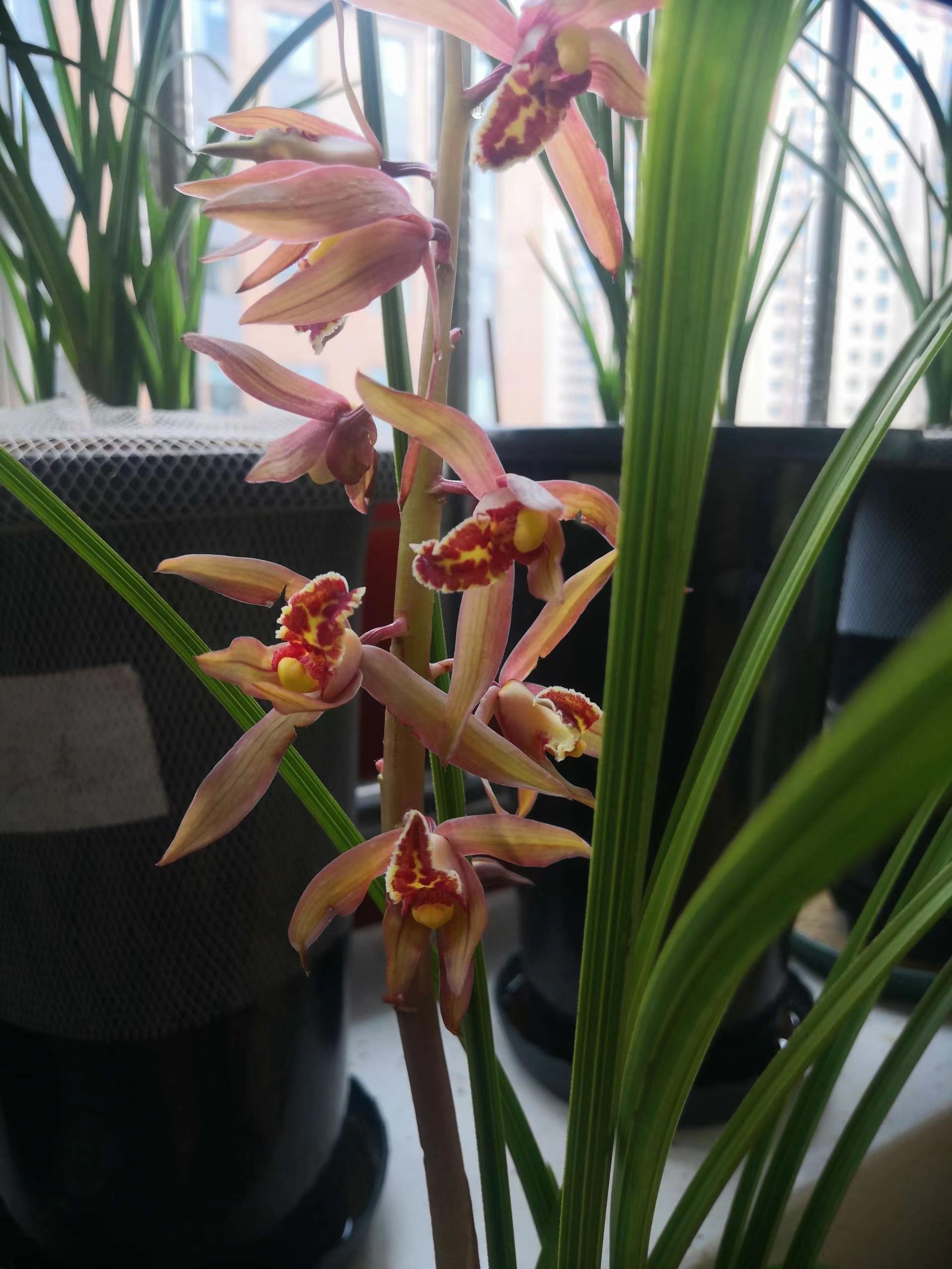 名贵国兰红美人浓香兰花细叶春寒兰盆栽植物