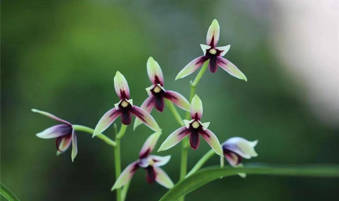 建兰铭品  赤诚《峨眉晨光》