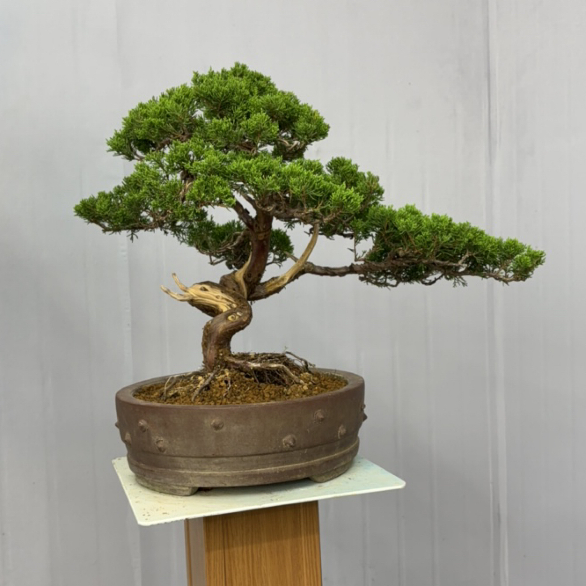 老桩松柏盆景系鱼川真柏