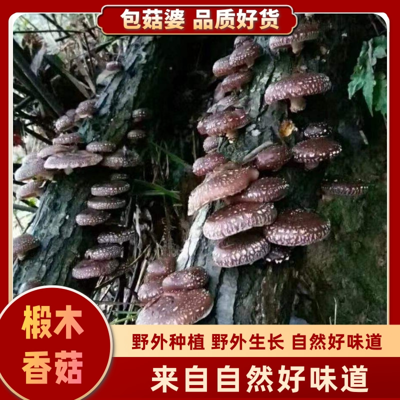 【包菇婆】野长椴木香菇干货50g-500g食用菌菇煲汤小香菇烘干