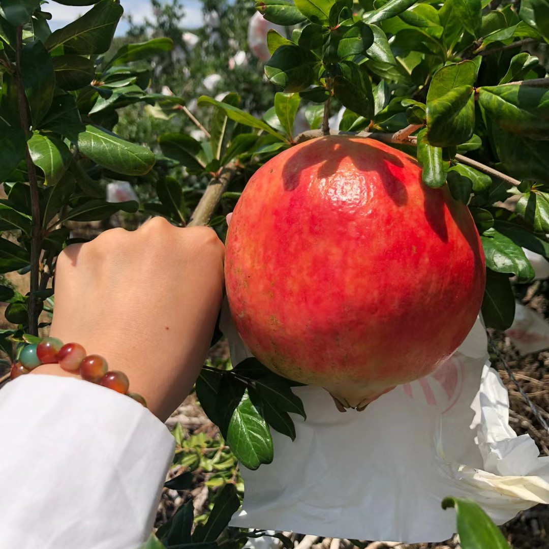 甜石榴树苗正宗大红石榴果树蒙阳红红宝石可南方北方当年结果种植