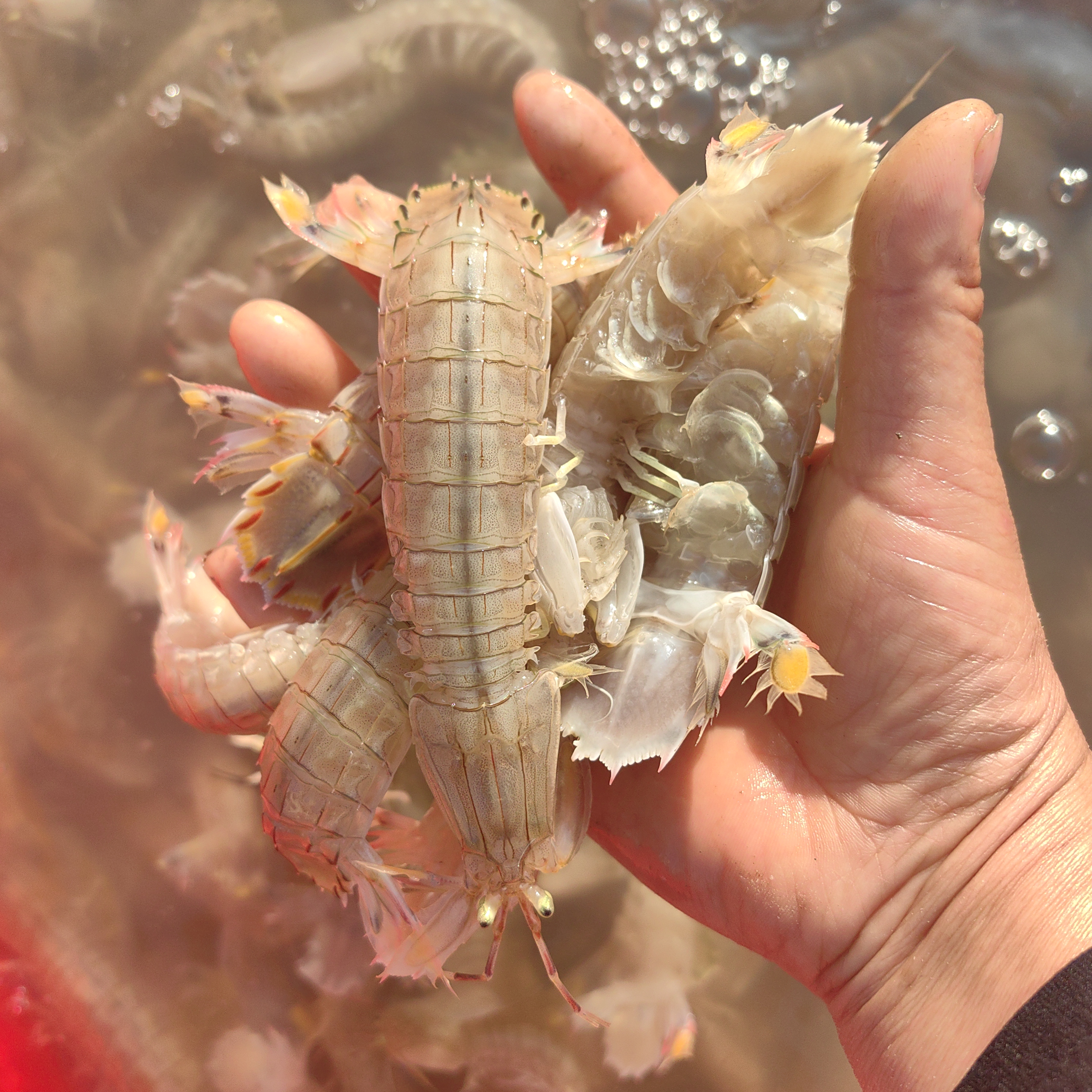 小旭水产  渤海湾当季肥虾虎 皮皮虾 爬虾