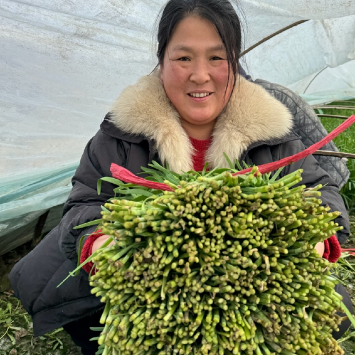 （顺丰快递包邮）潍坊寿光头茬韭菜新鲜好吃5斤装