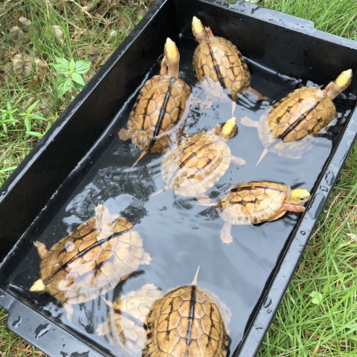 乌龟金钱龟纯种金钱龟活体小乌龟活物观赏宠物活体（东莞龟谷）