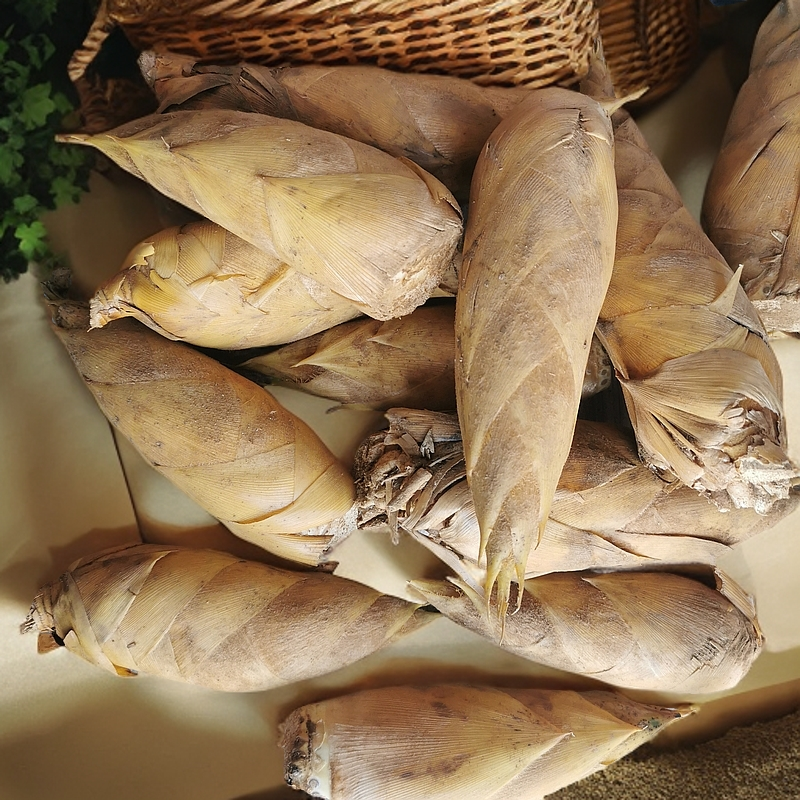 农户自挖  新鲜笋  冬笋个头不大