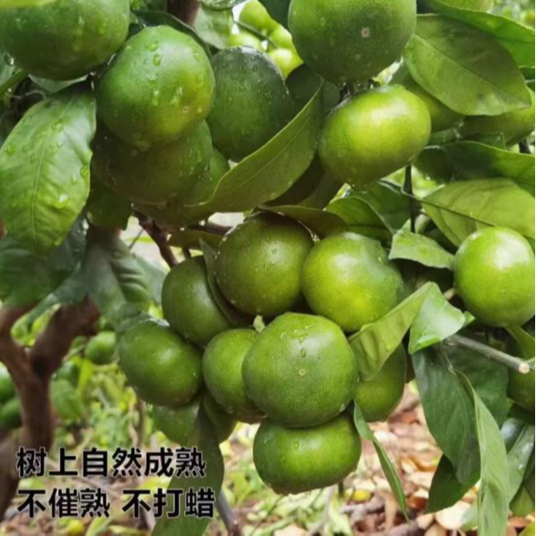 宁海大丰蜜桔产地直发橘子新鲜薄皮香甜多汁孕妇青皮早熟柑橘3斤