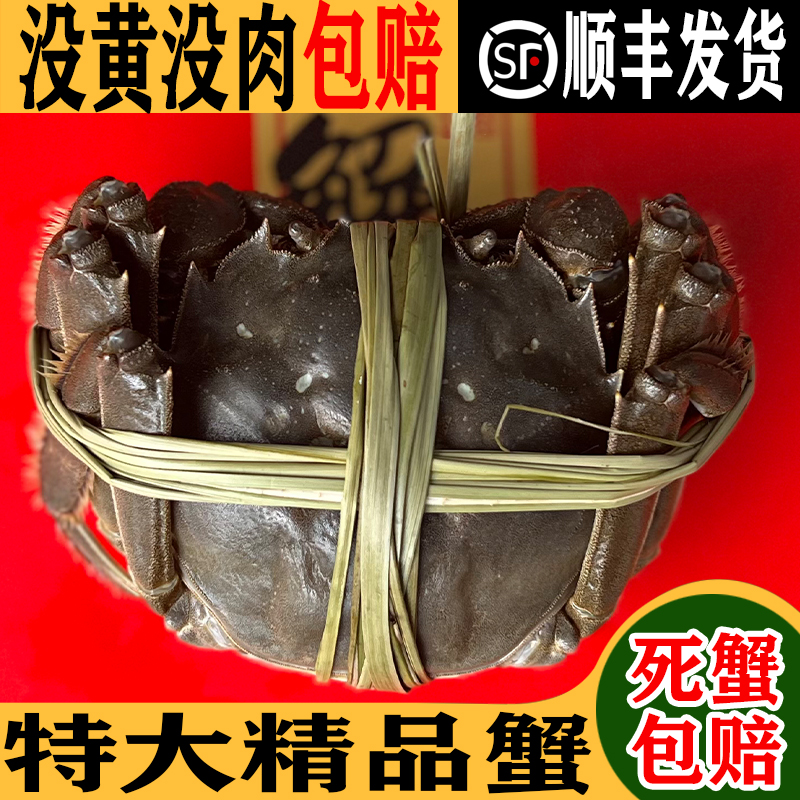 【3.0-3.3两/只公母活蟹】6-10只鲜活螃蟹包活顺丰发货大闸蟹大母蟹