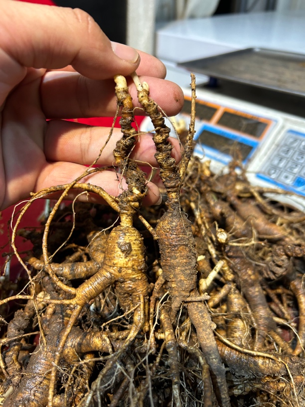 26年辽宁本溪桓仁林下野播籽500g(宏弟推荐)大哥专属主播自挖野播