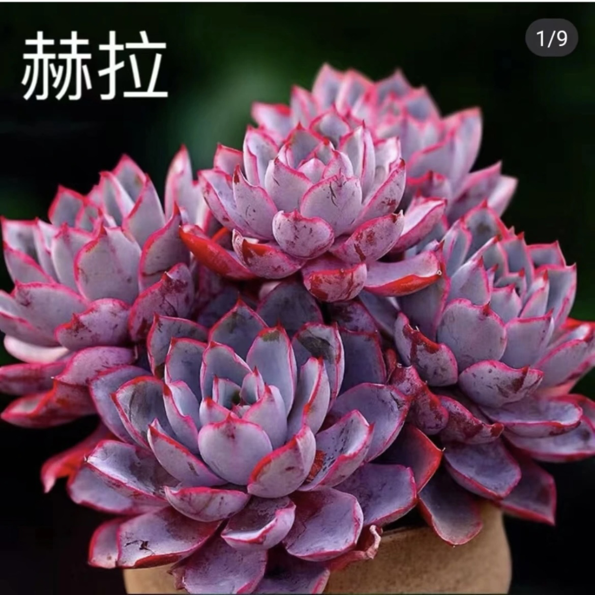 老桩赫拉实物大粗桩稀有贵货好看好养精品多肉植物防辐射净化空气