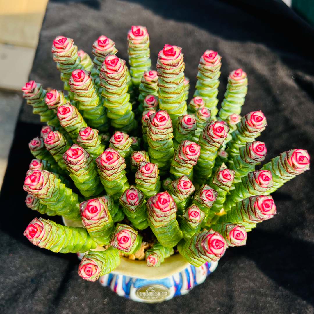 彩虹钱串(钱多多）带盆带土 精品多肉植物  室内庭院可养净化空气