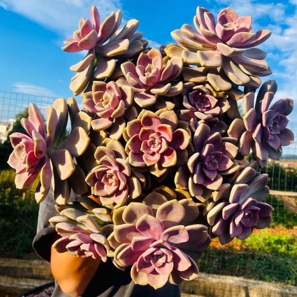 超大整桩整群糖心紫乐新手皮实好看好养室内外可养精品多肉植物