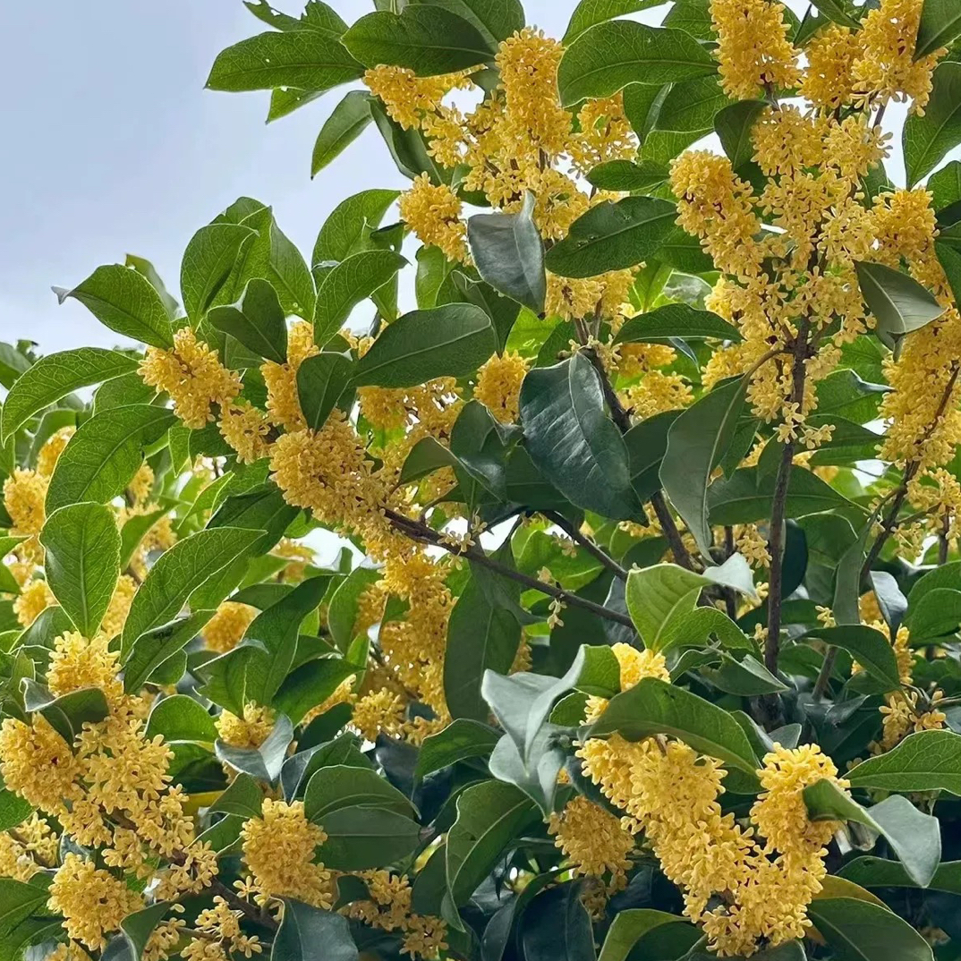 桂花金桂流苏嫁接带花苞发货花量大香味浓郁