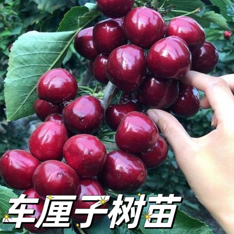 【车厘子树苗】正宗樱桃苗盆栽地栽南方北方种植阳台庭院樱桃果树苗