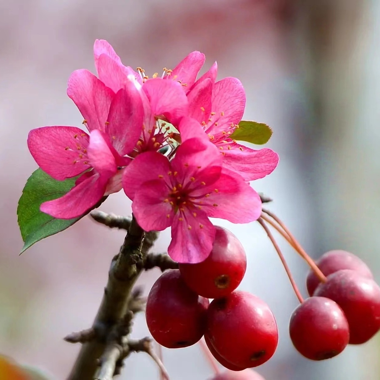 山东精品海棠老桩一物一拍