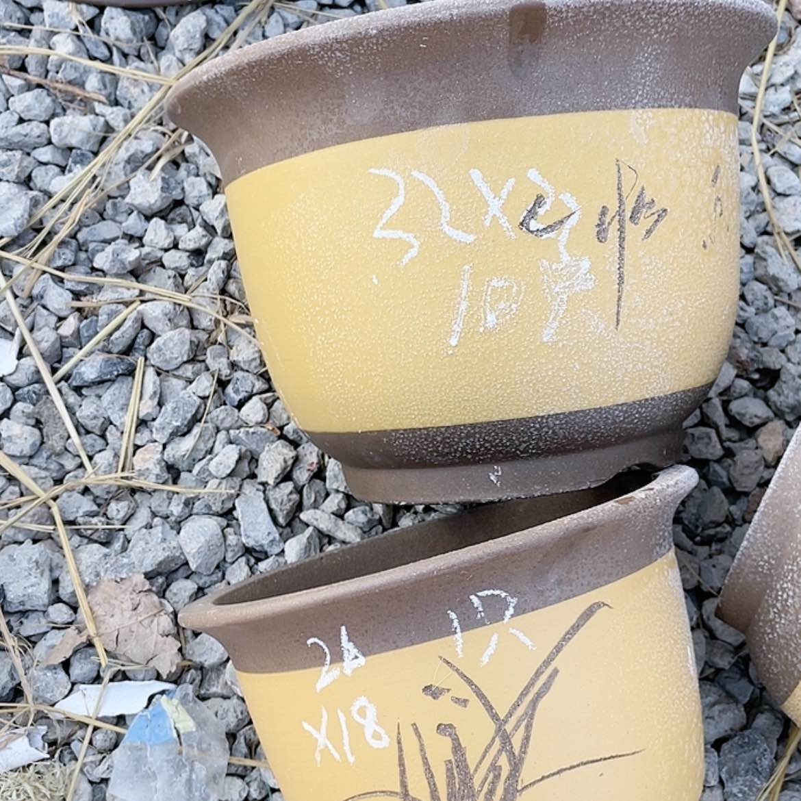 【闪购商品】紫砂15cm-20cm10只加一只