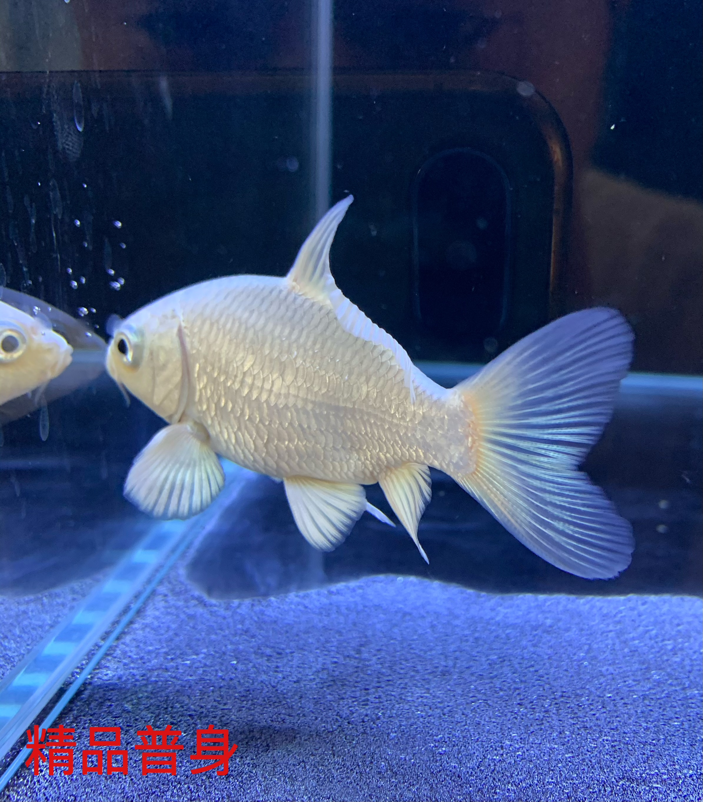 精品普身蝴蝶鲤苗